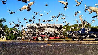 Professional Pigeon Racing Texas Country Reporter [upl. by Inatirb]