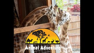 Oliver amp Johari Cam  Animal Adventure Park [upl. by Dalpe]