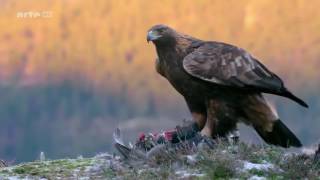 Das Leben des Königs der Berge  Steinadler Doku [upl. by Eiffe921]