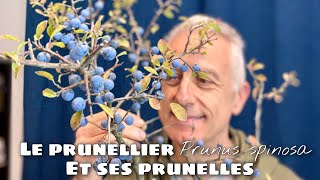 Le prunellier Prunus spinosa et ses petites prunelles [upl. by Arraik]