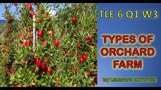 TYPES OF ORCHARD FARMS  TLE 6 Agriculture Week 3  K12 MELC Based [upl. by Eecyaj775]