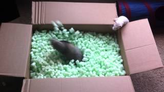 Ferrets playing in packing peanuts [upl. by Eekorehc]