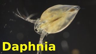 Daphnia [upl. by Swee176]