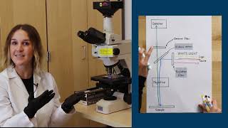 Fluorescence Microscopy [upl. by Eli]