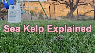 Seaweed amp Sea Kelp Extract Fertilizers What You Need To Know About How They Work In The Lawn [upl. by Oremoh]