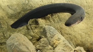 How electric eels tase their prey  Science News [upl. by Keller]