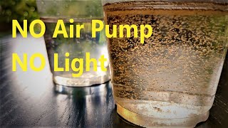 How to Hatch Brine Shrimp Eggs  NO Air Pump NO Light [upl. by Pitarys178]