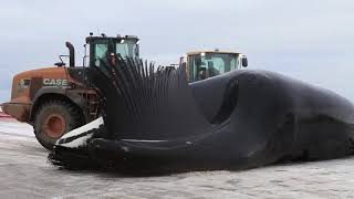 Whale baleen from the bowhead whale [upl. by Irtak]