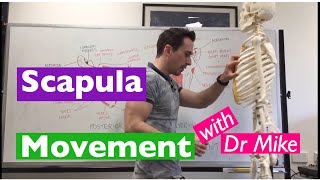 Scapula Movement  Functional Anatomy [upl. by Iveson]