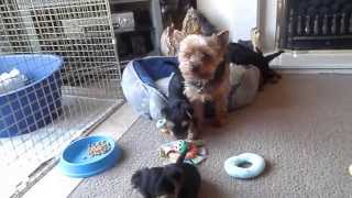 Yorkshire Terrier Puppies 6 weeks old playing [upl. by Rapp]