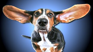 High Frequency Sound For Dogs [upl. by Sej213]