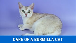 How to take care of a Burmilla cat updated 2021 [upl. by Walden]