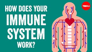 How does your immune system work  Emma Bryce [upl. by Marba]