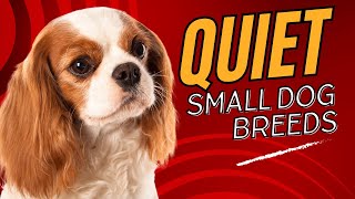 Top 7 Quiet Small Dog Breeds Perfect for Apartment Living Dogs 101 [upl. by Puri297]