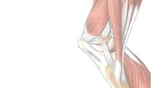 Tendons vs Ligaments  Whats the Difference [upl. by Braynard]