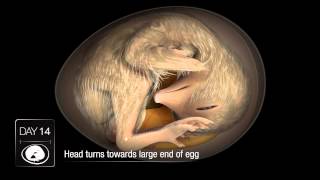 Chicken Embryo Development [upl. by Alpers770]