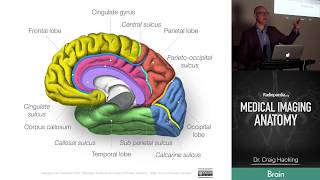 Radiopaedias Medical Imaging Anatomy Course  Trailer [upl. by Gemoets]