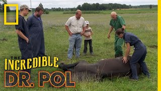 Helping a Downed Horse  The Incredible Dr Pol [upl. by Fan]