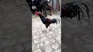 Pure Shamo Aseel Rooster Special Edition Aseel Murga  Mushka Aseel  Miawali Aseel [upl. by Anivlis]