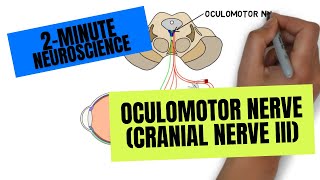 2Minute Neuroscience Oculomotor Nerve Cranial Nerve III [upl. by Andee]