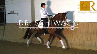 SOLD Dressurpferde Rassmann Dr Schiwago Video HD [upl. by Olney446]