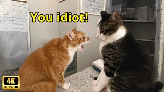 These Cats Speak English Better Than Hooman [upl. by Cindi]