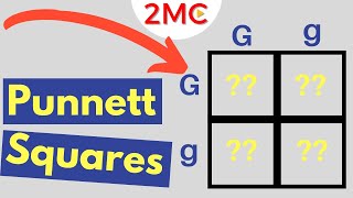 Punnett Square Basics  Mendelian Genetic Crosses [upl. by Edwards948]