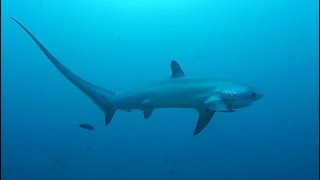 Facts The Thresher Shark [upl. by Arad788]