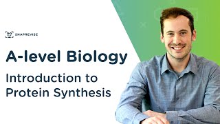 Introduction to Protein Synthesis  Alevel Biology  OCR AQA Edexcel [upl. by Aiciram]