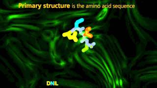 Protein Structure  University Of Surrey [upl. by Linnette]