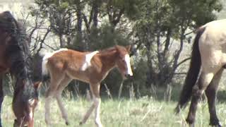 Wild Horse Stallion Protects Mares and Foal [upl. by Nede900]