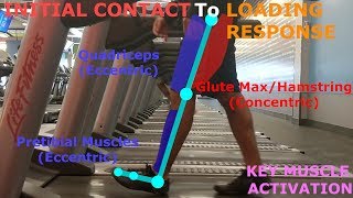 THE PHASES OF WALKING GAIT CYCLE BREAKDOWN [upl. by Anitsirt]