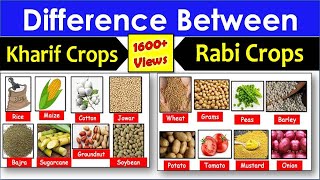 Difference Between Kharif And Rabi Crops pardhaighar [upl. by Eilyw]