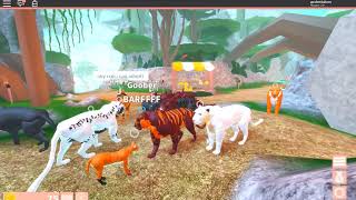 Roblox Felines Destiny Gameplay  Penguin Pals [upl. by Cita]