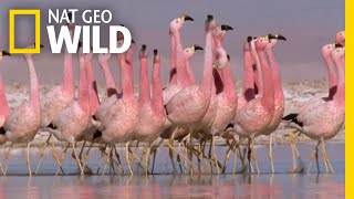 These Flamingos Have Sweet Dance Moves  Wild Argentina [upl. by Anaeel]