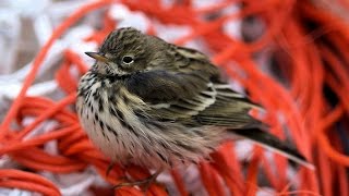 Meadow Pipit Bird Call and Pictures for Teaching [upl. by Ahsemat]