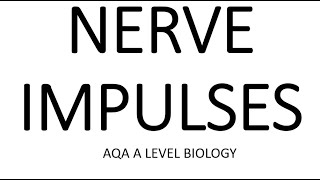 NERVE IMPULSES  AQA A LEVEL BIOLOGY  EXAM QUESTIONS RUN THROUGH [upl. by Gualtiero]