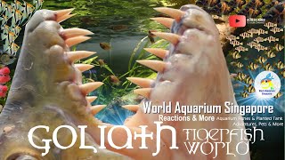 Goliath Tigerfish River Monster World Congo River amp Goliath Tiger Fish Aquariums [upl. by Hawkins]