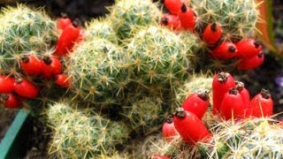 Fruiting Cacti Plants  Tasting amp Growing [upl. by Leizo]