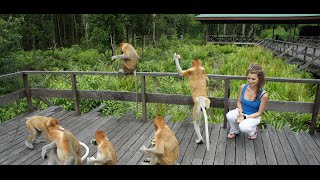 Proboscis Monkeys  Labuk Bay sanctuary  Borneo [upl. by Olga942]