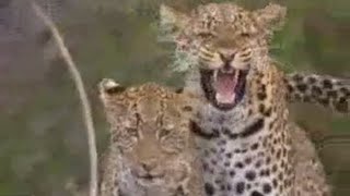 Social Behavior of Lions Leopards and Cheetahs  BBC Studios [upl. by Cioban990]