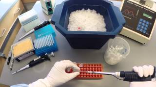 PCR Protocol  Part 1 [upl. by Sixla]