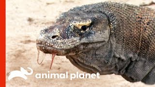 Powerful Komodo Dragons Observed Hunting In The Wild  Raw Nature [upl. by Uthrop]