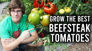 How to Grow Beefsteak Tomatoes [upl. by Chemesh]