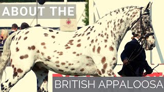 About the British Appaloosa  Horse Breeds [upl. by Legge]