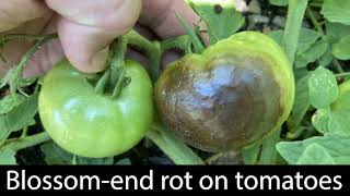 BlossomEnd Rot in Tomatoes Causes and Prevention [upl. by Edrock]