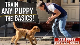 How To Train ANY Puppy To Walk on Leash PERFECTLY [upl. by Ylluz]