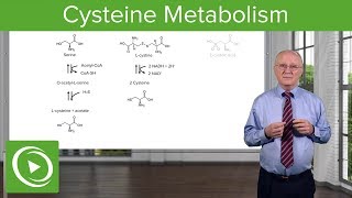 Cysteine Metabolism – Amino Acid Metabolism  Lecturio [upl. by Tiersten794]