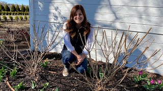 Pruning amp Fertilizing My Hydrangeas ✂️🌿💚 Garden Answer [upl. by Orrin]