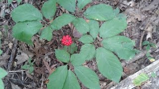 Identifying Wild Ginseng Harvesting and Drying [upl. by Asilad]